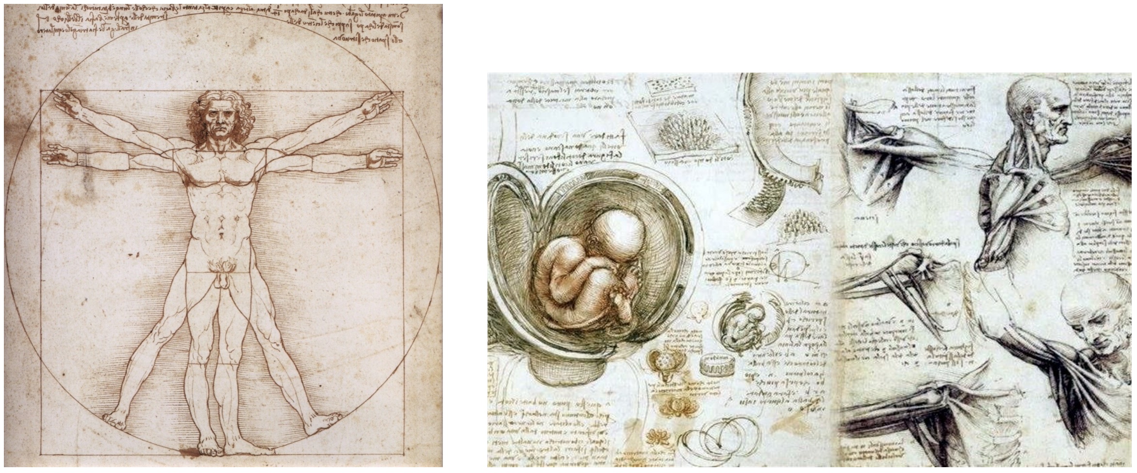 leonardo-da-vinci-anatomista